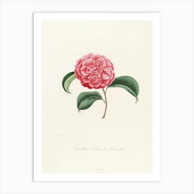 Carnation Art Print