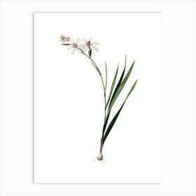 Vintage Gladiolus Botanical Illustration on Pure White n.0208 Art Print