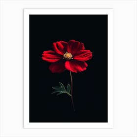 Red Cosmos Flower Art Print