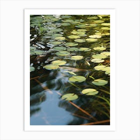 Lily Pads Art Print