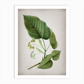 Vintage Linden Tree Branch Botanical on Parchment Art Print