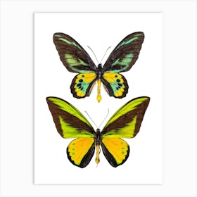 Two Green And Yellow Butterflies Art Print