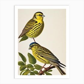 Yellowhammer 2 James Audubon Vintage Style Bird Art Print