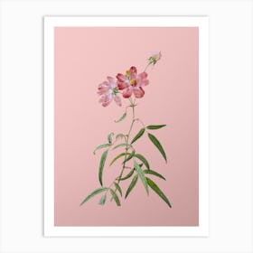 Vintage Peach Leaved Rose Botanical on Soft Pink n.0672 Art Print