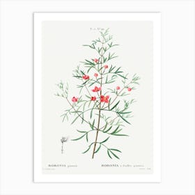 Boronia Pinnata, Pierre Joseph Redoute Art Print