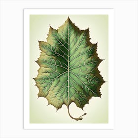 Sycamore Leaf Vintage Botanical Art Print