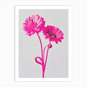 Hot Pink Cineraria 1 Art Print