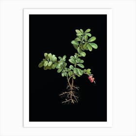 Vintage Lingonberry Botanical Illustration on Solid Black n.0839 Art Print