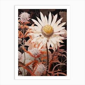 Flower Illustration Edelweiss 2 Art Print