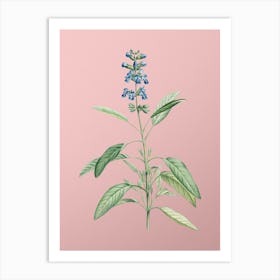 Vintage Sage Plant Botanical on Soft Pink n.0404 Art Print