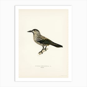 Spotted Nutcracker, The Von Wright Brothers Art Print