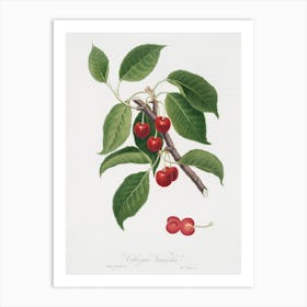 Sour Cherry (Cerasus Cordiformis Duracina) From Pomona Italiana (1817 1839), Giorgio Gallesio Art Print