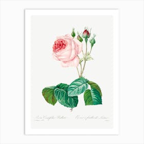 Cabbage Rose, Pierre Joseph Redoute 2 Art Print