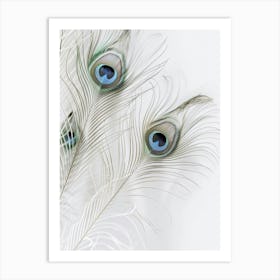 Peacock Feathers Art Print