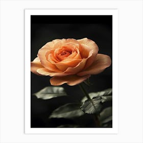 Orange Rose 6 Art Print