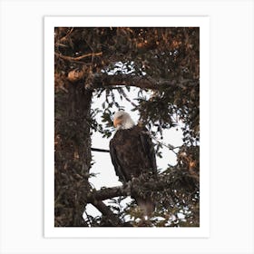 Bald Eagle In Pine Tree Art Print