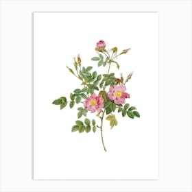 Vintage Pink Rosebush Bloom Botanical Illustration on Pure White Art Print
