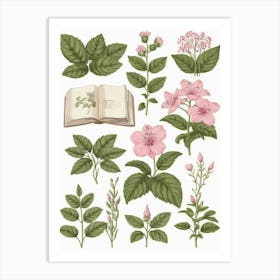 Botanical Illustration Art Print