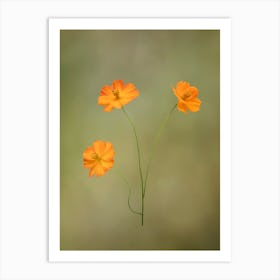 Orange Cosmos Flowers Art Print