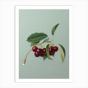 Vintage Cherry Botanical Art on Mint Green n.0949 Art Print