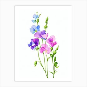 Sweet Pea Watercolour Flower Art Print