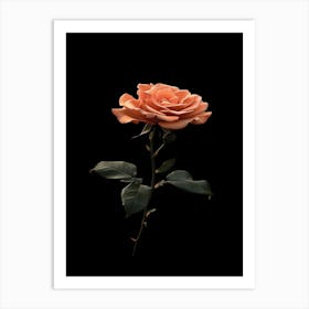 Rose On A Black Background 20 Art Print