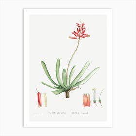 Aloe Plicatilis, Pierre Joseph Redoute Art Print