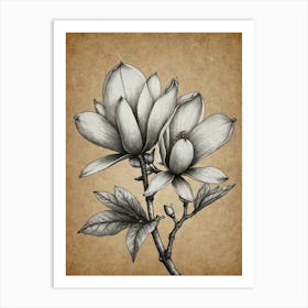 Magnolia 2 Art Print