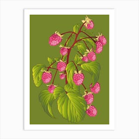 Illustration Of Raspberries Art Print