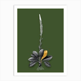 Vintage Blazing Star Black and White Gold Leaf Floral Art on Olive Green Art Print