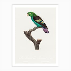 Black Winged Parakeet From Natural History Of Parrots, Francois Levaillant Art Print