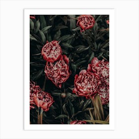 Peonies 16 Art Print