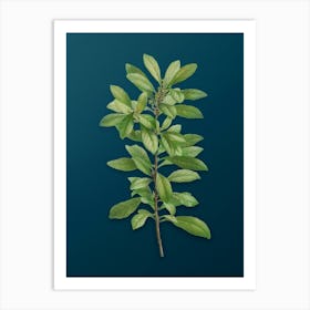 Vintage Firetree Branch Plant Botanical Art on Teal Blue n.0508 Art Print
