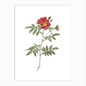 Vintage Rosa Redutea Glauca Botanical Illustration on Pure White n.0866 Art Print
