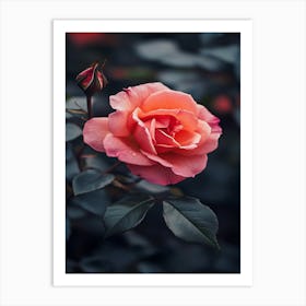 Pink Rose 18 Art Print