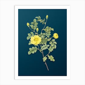 Vintage Yellow Sweetbriar Rose Botanical Art on Teal Blue n.0318 Art Print