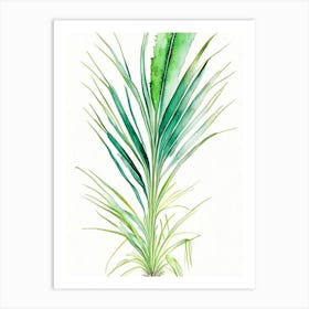 Saw Palmetto Herb Minimalist Watercolour 1 Art Print