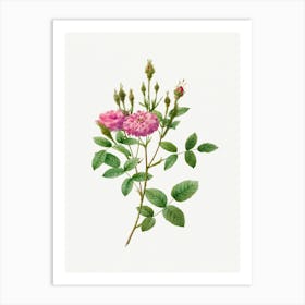 Rosa Pomponiana Muscosa, Pierre Joseph Redoute Art Print