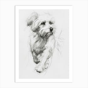 Coton De Tulear Dog Line Sketch 1 Art Print