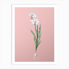 Vintage Ixia Liliago Botanical on Soft Pink Art Print
