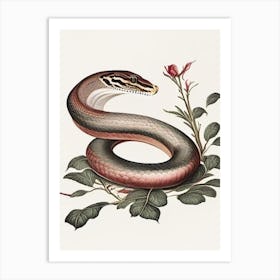 Kukri Snake 1 Vintage Art Print