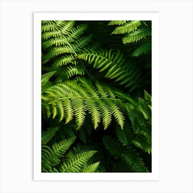 Pattern Poster Wood Fern 3 Art Print