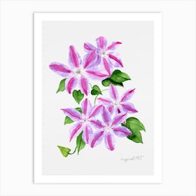 Clematis Watercolor Artwork Art Print