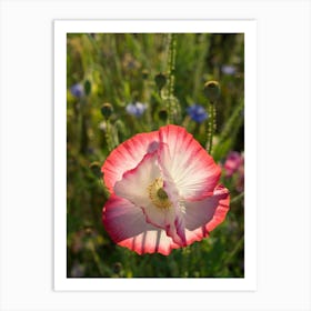 Pink poppy blossom in the sunlight Art Print