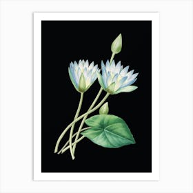 Vintage Egyptian Lotus Botanical Illustration on Solid Black n.0753 Art Print