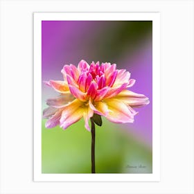 Dahlia - photography Art Print