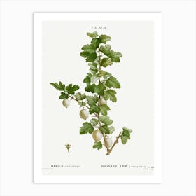 Gooseberry, Pierre Joseph Redoute Art Print