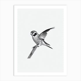 American Kestrel B&W Pencil Drawing 3 Bird Art Print