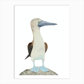 Blue Footed Booby Bird 1 Art Print