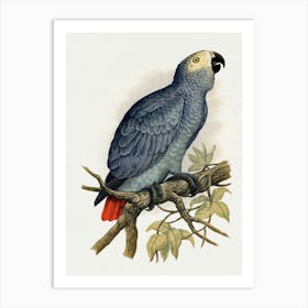 Parrot On A Branch 9 Art Print